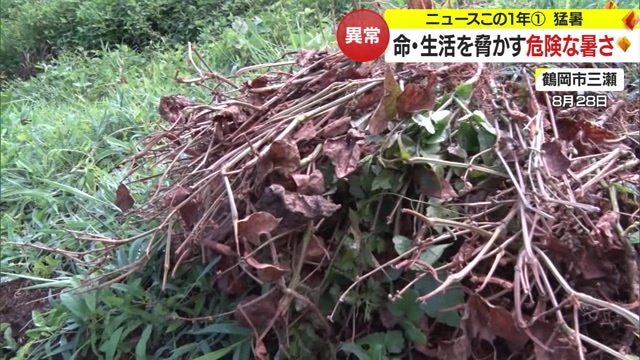枯れてしまった豆の「ささげ」