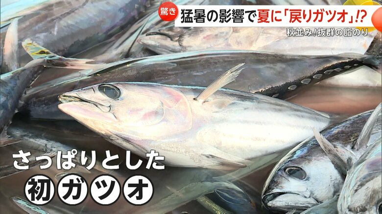 水揚げ量が27年連続日本一の宮城・気仙沼で収穫された初ガツオ