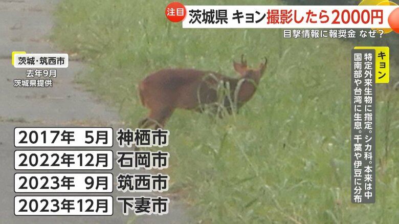 茨城県では2017年以降、4頭が確認されている