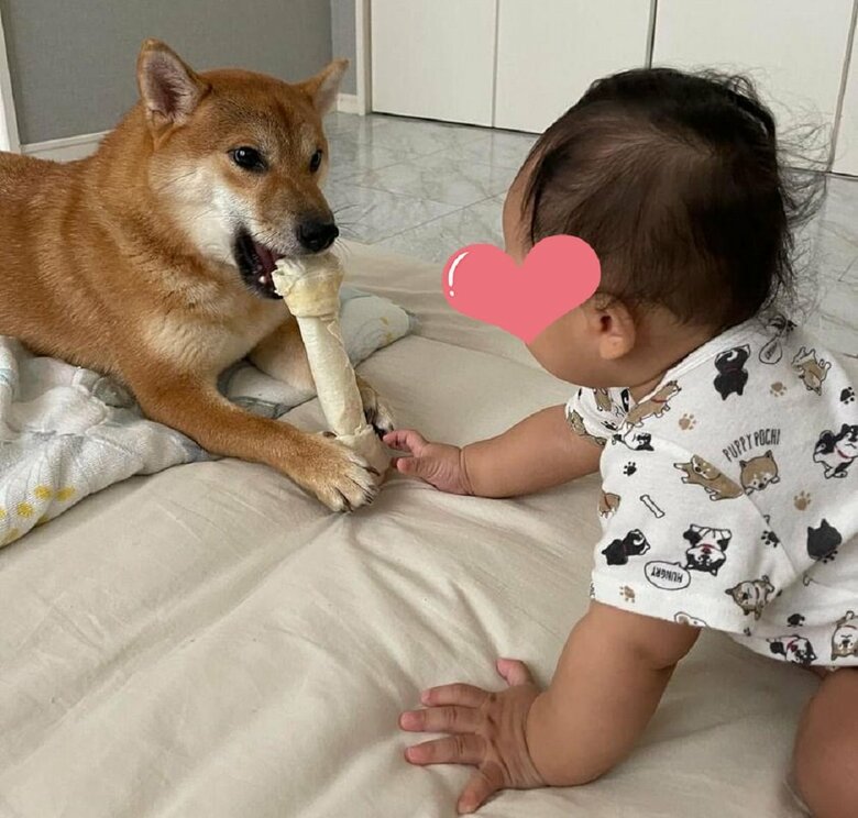 「いいだろう」と骨を見せびらかしている？