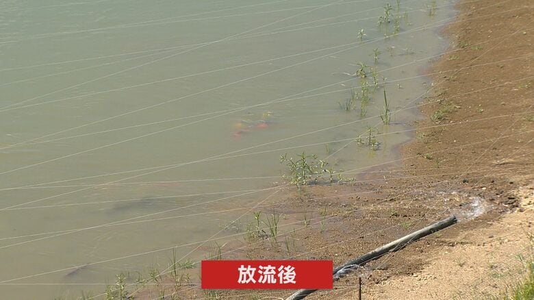 冷たい水を求め集まってきたニシキゴイ