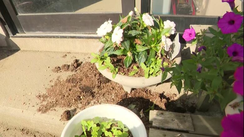 土がこぼれている鉢植え