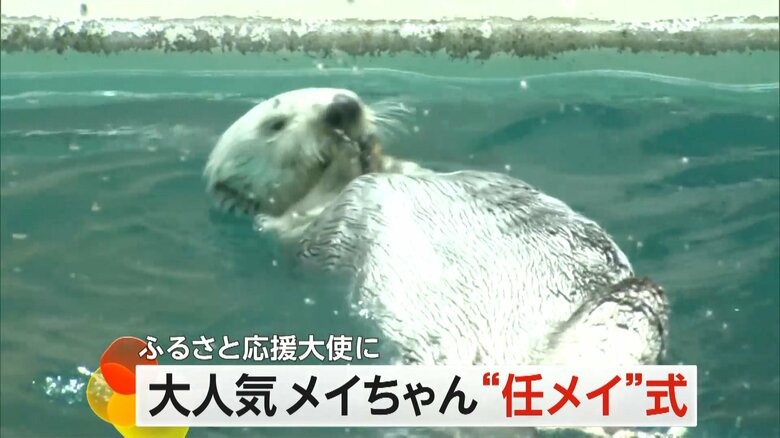 次々と見せるスゴ技と愛らしい姿で大人気のメイちゃん