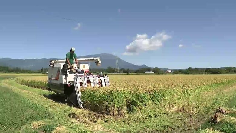酒米は倒伏しやすく栽培に手間がかかる