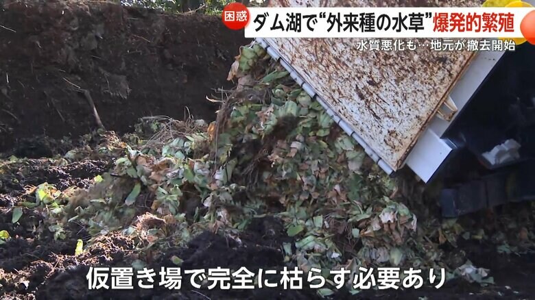 仮置き場に運び、完全に枯らさなければならないボタンウキクサ