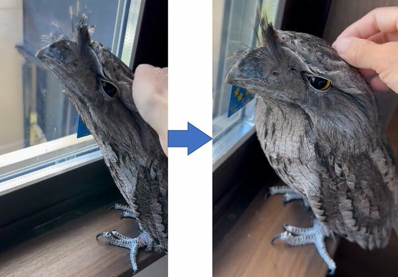 なでて元に戻る様子（投稿画像とは別日の撮影）