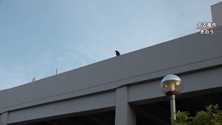 カラスの繁殖期は例年4月から7月　巣を守るため攻撃的になりやすいという