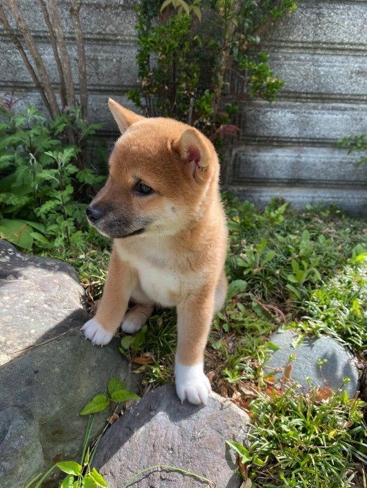 生後2ヶ月、初めて外を歩いた時（提供：柴犬 雷吾さん）