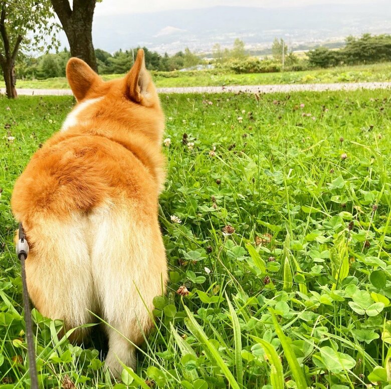 提供：むぎん家＠きよらさん