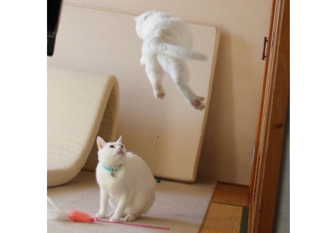 “大ジャンプ”しているのがぷるちゃん