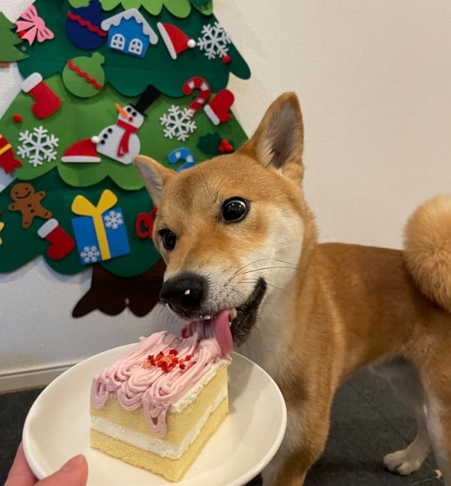こちらはクリスマスケーキを食べる文旦くん