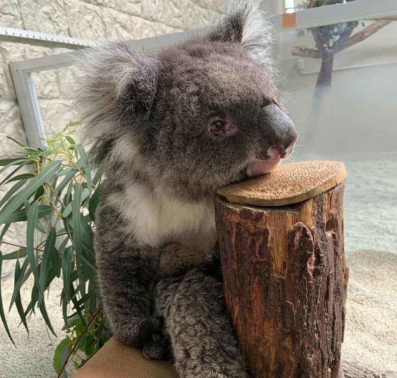 25歳のみどりちゃん（提供：イングランドの丘）