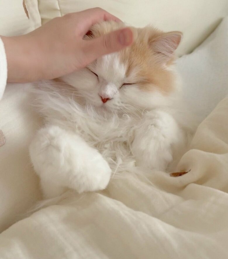 なでなで　甘えん坊なLaLaちゃん