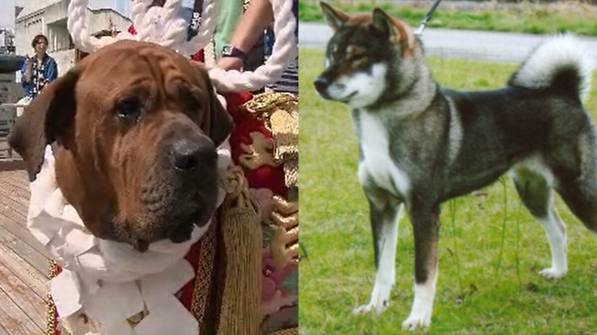 土佐犬は「トサイヌ」か「トサケン」か？アナウンサーたちが議論、国と