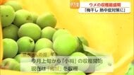 今年のウメは「小ぶりだけど豊作」伊万里で収穫の最盛期を迎える【佐賀県】