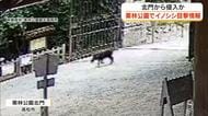 高松市の栗林公園でイノシシの目撃情報　来園者に注意呼びかけ【香川・高松市】