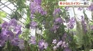ヒスイランが織りなす青の世界　熱帯ドリームセンターで今が見ごろ
