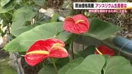 原油価格高騰　花き農家も危機感　温度管理低めに設定し燃料費節約　政府は石油元売りに補助金で価格抑制へ