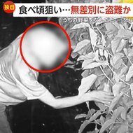 【独自】食べ頃狙った野菜ドロボー　「うちの野菜をなんやと思っ…