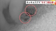 男鹿水族館GAOに双子のホッキョクグマ誕生！「モモ」が初の出産でお母さんに　国内繁殖の新たな一歩【秋田発】