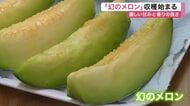 予約でほぼ完売？栽培が難しく希少な「幻のメロン」　岩沼市の農事組合法人で収穫が始まる〈宮城〉