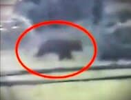 【ヒグマ防除隊長が徹底解説】猟銃や箱わなの有効性は？日常生活で気を付けるべきポイントは？―北海道福島町で相次ぐクマ出没