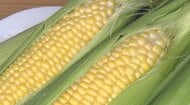 「メロンより甘い」最高で糖度22.7のトウモロコシ　八ヶ岳農業大学校で収穫体験　甘いものの見分け方は？「ひげが茶色」がポイント　収穫時期はわずか3日、「AI」活用し採れ頃逃さず　8月末まで　長野・原村