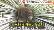「ふー！いい汗かいたぜ！」“爽やか顔”で車道を疾走するイノシシ　「とんでもない運転」“ジグザグ追い抜き暴走”で罰金も