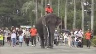 人気イベント　ゾウのみどりのお散歩最終日　みどりは繁殖活動へ