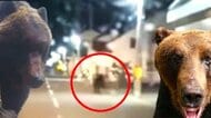 【カメラが捉えた！住宅街をヒグマが疾走】高校の正門前にはデカいフンも…北海道各地で春の“巨大クマ”続々…体重300キロ超でカメラなぎ倒す姿も…冬眠前に畑で作物を大量摂取か…人里に迫る恐れは？