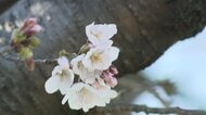 名古屋で桜の開花宣言　観測史上最速タイ　関東では早咲き桜に人が殺到