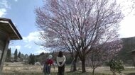 「必ず春は来る」　大雨被害からの復活を見守る希望の桜　秋田・仙北市西木町上桧木内『なか志ま旅館』女将が迎える特別な春