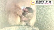 生後2週間サルの赤ちゃん お母さんのおっぱい飲みながらすやすや【鳥取市】