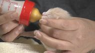 子ネコを一時的に預かり命を救うミルクボランティア ネコの殺処分ゼロを達成