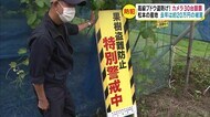 高級ブドウ盗防げ! カメラ30台設置 松本の産地 去年は約20万円の被害
