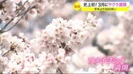 開花から3日…仙台で早くもサクラ満開 平年より16日早い 3月に満開になるのは史上初めて