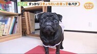 お兄ちゃんお姉ちゃんが大好き すっかり末っ子黒パグ【どうぶつのカンパネラ】静岡市