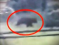 【ヒグマ防除隊長が徹底解説】猟銃や箱わなの有効性は？日常生活で気を付けるべきポイントは？―北海道福島町で相次ぐクマ出没