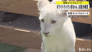 ホワイトライオンの赤ちゃん お散歩の練習