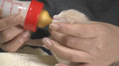 子ネコを一時的に預かり命を救うミルクボランティア ネコの殺処分ゼロを達成