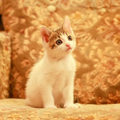「楽天トラベル」、猫の日に合わせて宿の看板猫ランキングを発表