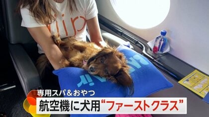 犬用“ファーストクラス”で愛犬と空の旅へ　ニューヨーク～ロサンゼルスのペアシートは片道で約94万円