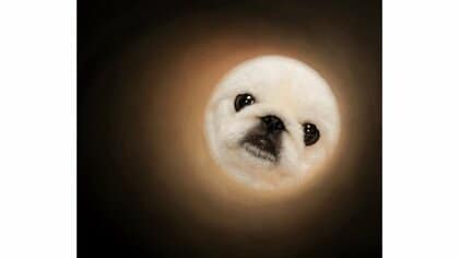 「この発想はなかった」トイレットペーパーの芯を使い愛犬が見事な“満月”に…飼い主に撮影のコツを聞いた