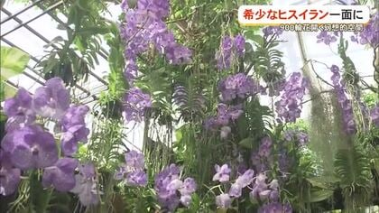 ヒスイランが織りなす青の世界　熱帯ドリームセンターで今が見ごろ