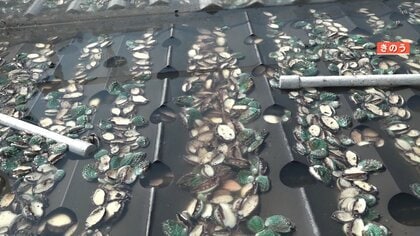 【東日本大震災から14年】復興したアワビ養殖場も被害…大船渡山林火災で200万個全滅「震災がまた戻ってきちゃった感じ」