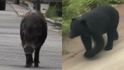 住宅街にイノシシ…パトカー出動し一時騒然　横手市では体長1.5mのクマ“のっそり”小学校のグラウンドでも目撃　秋田