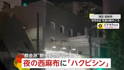 深夜の西麻布に3匹の「ハクビシン」過去には歌舞伎座でも目撃…相談件数は10年間で約2.5倍以上に　東京・港区
