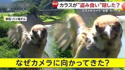 “盗み食い”隠そうと？パパイアついばむカラスが監視カメラの向き変える、カメラを敵視するスズメ？何度もレンズにガンをつける理由　沖縄・群馬