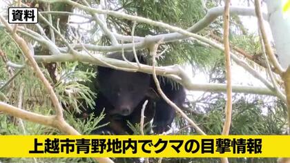 「民家近くでクマ1頭を目撃した」新潟・上越市で体長約1メートルのクマ目撃　警察などが注意呼びかけ