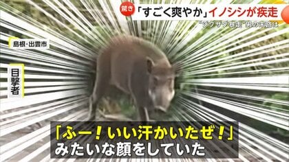 「ふー！いい汗かいたぜ！」“爽やか顔”で車道を疾走するイノシシ　「とんでもない運転」“ジグザグ追い抜き暴走”で罰金も